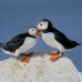 puffin_atlantic_msi_h_0730_can1758.jpg